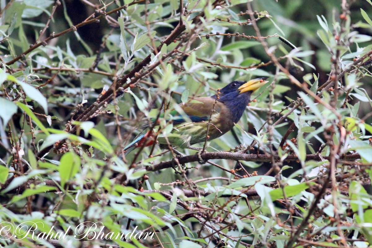 Büyük Barbet - ML503871961