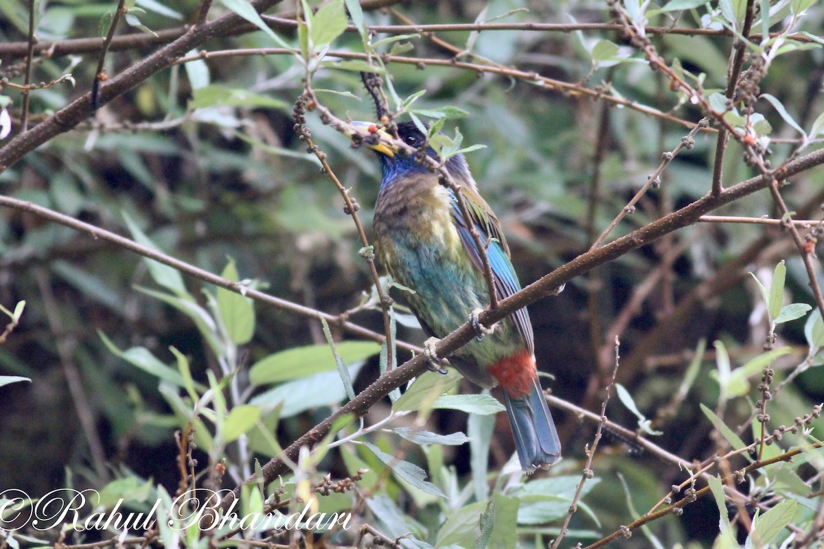 Great Barbet - ML503871981