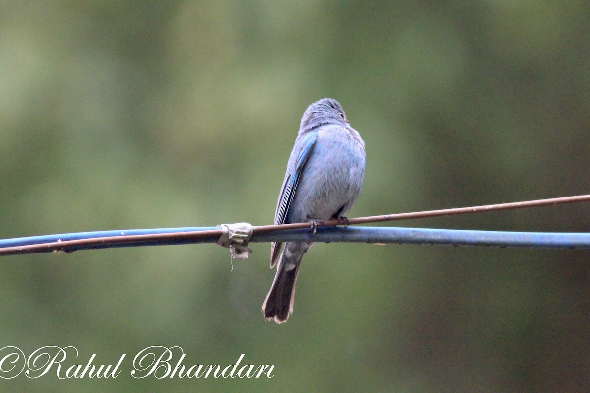 Verditer Flycatcher - ML503872131