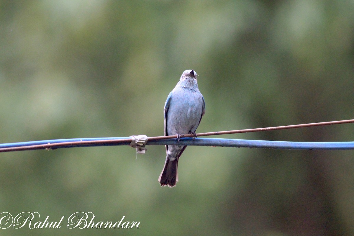 Verditer Flycatcher - ML503872141