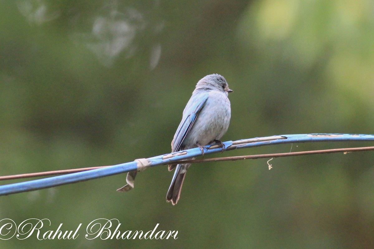 Verditer Flycatcher - ML503872151