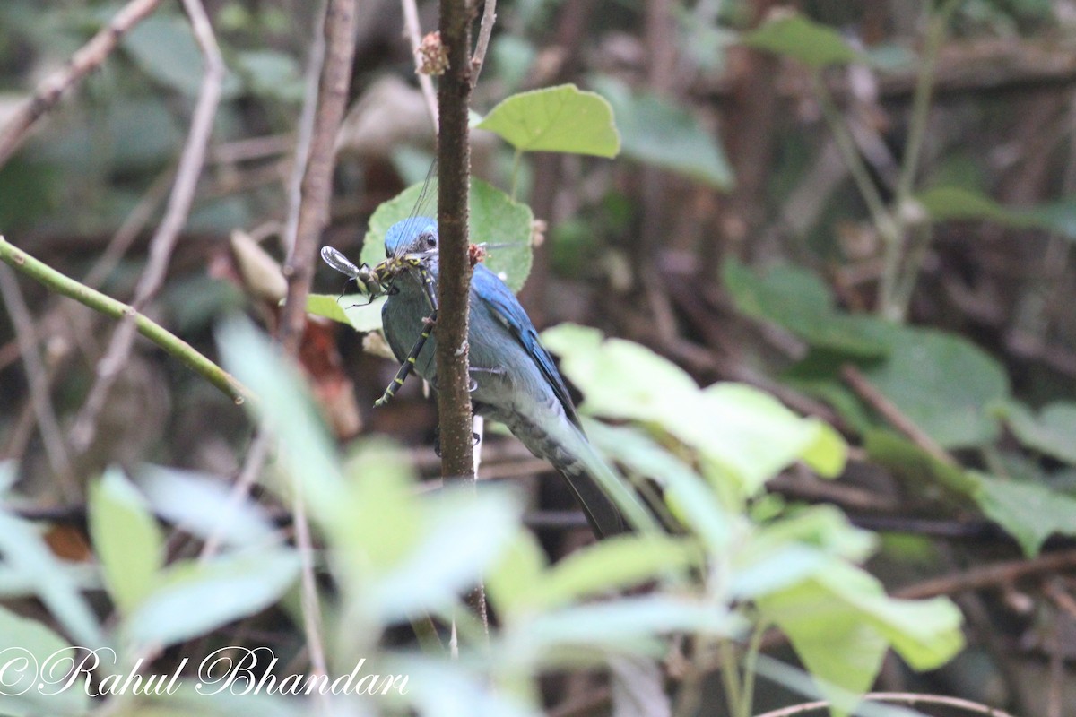 Verditer Flycatcher - ML503872191