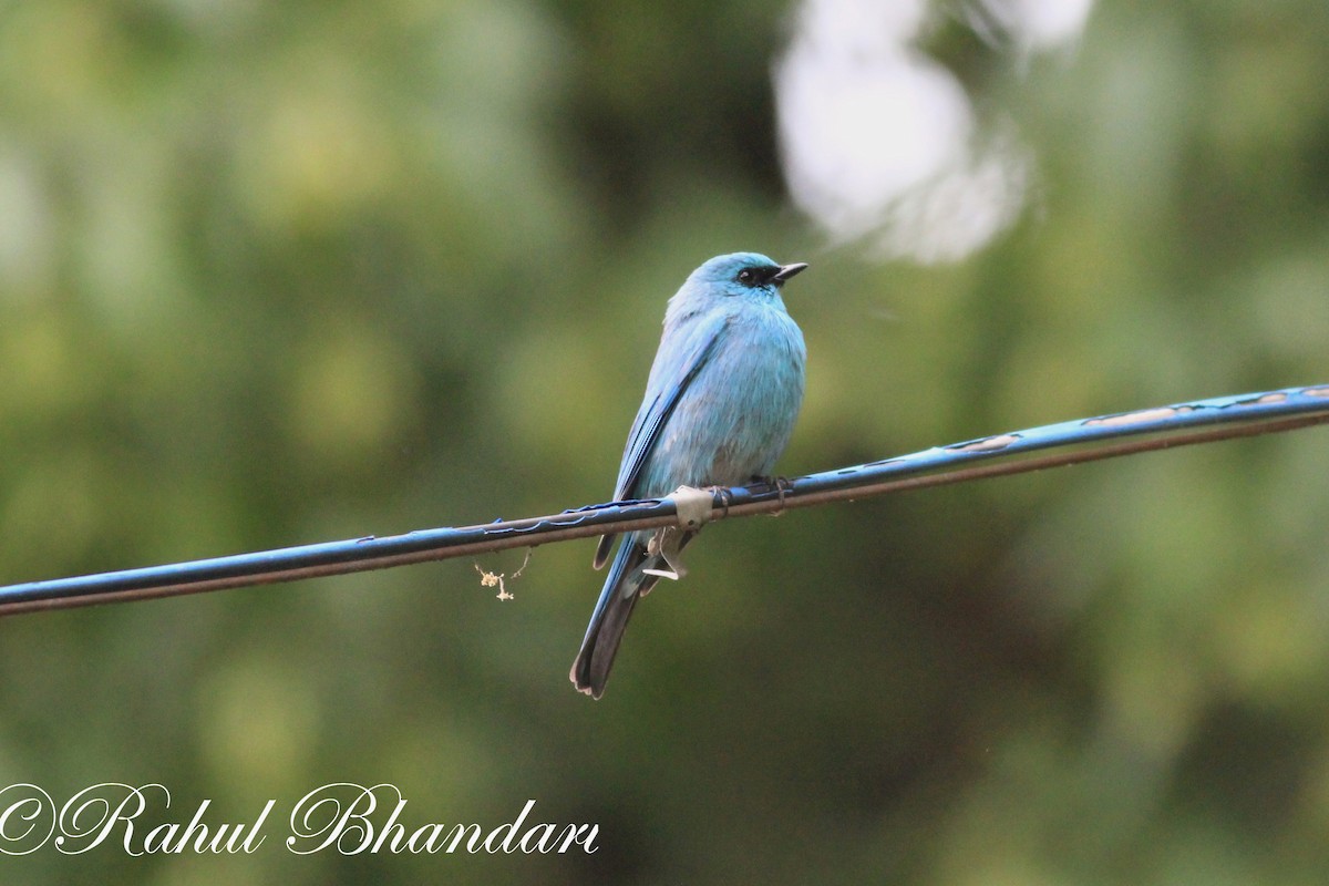 Verditer Flycatcher - ML503872521