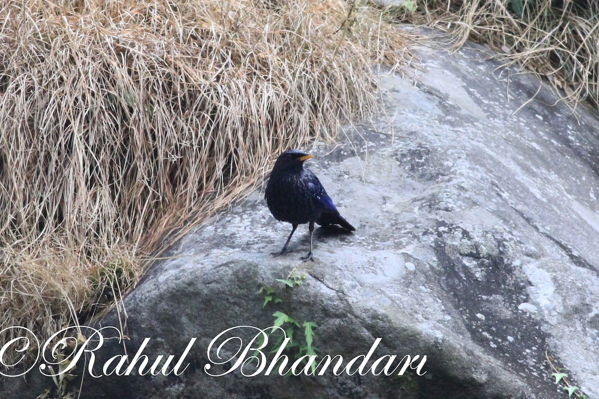 Blue Whistling-Thrush - ML503872701