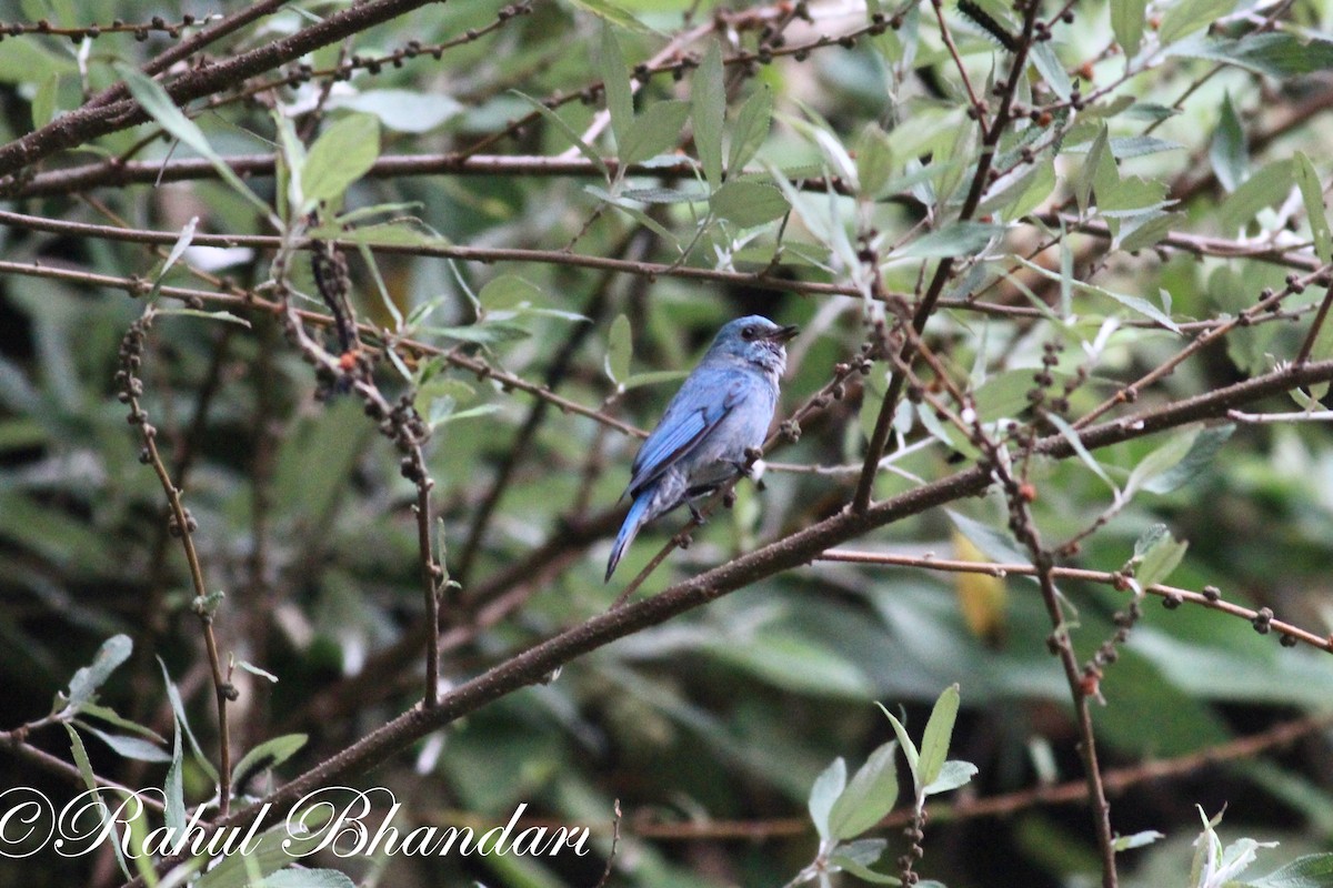 Verditer Flycatcher - ML503872761