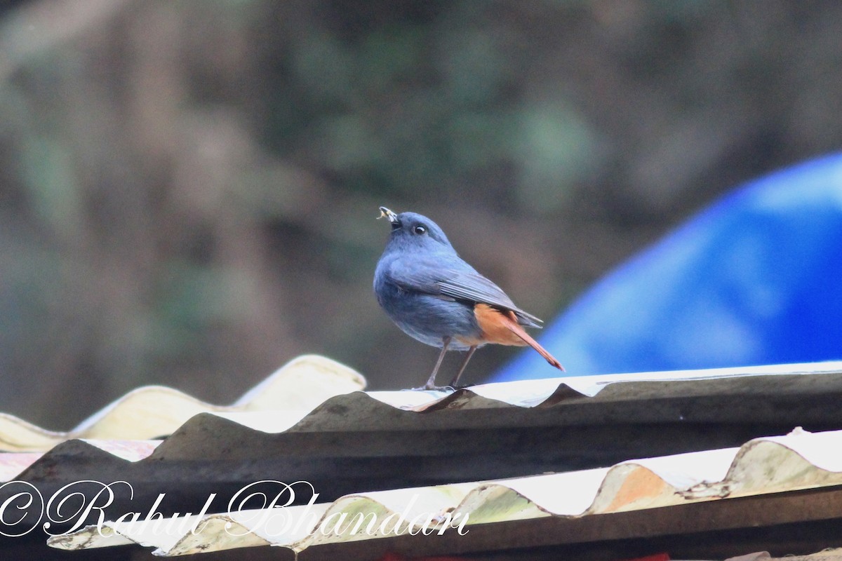 Plumbeous Redstart - ML503873121