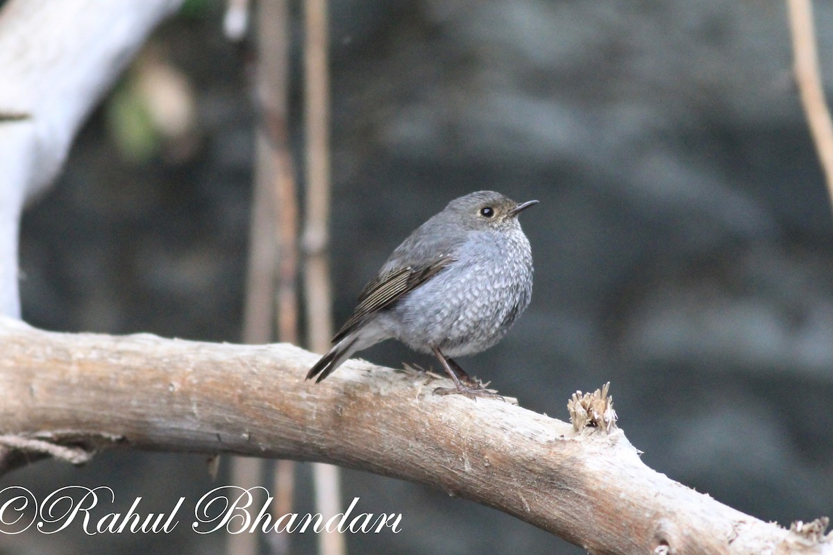 Plumbeous Redstart - ML503873131