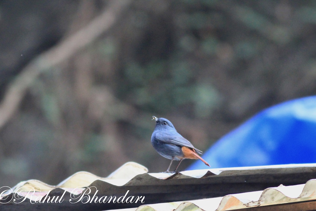 Plumbeous Redstart - ML503873161