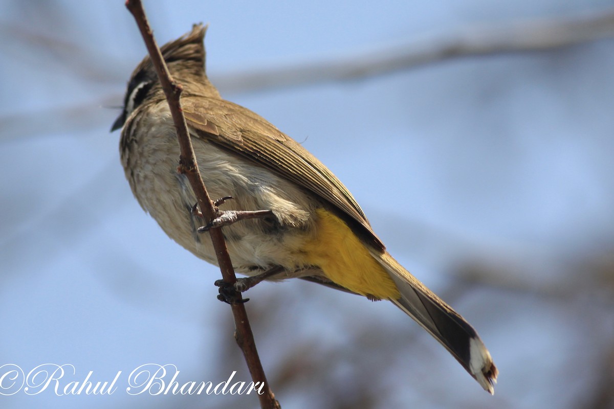 Bulbul à joues blanches - ML503873441