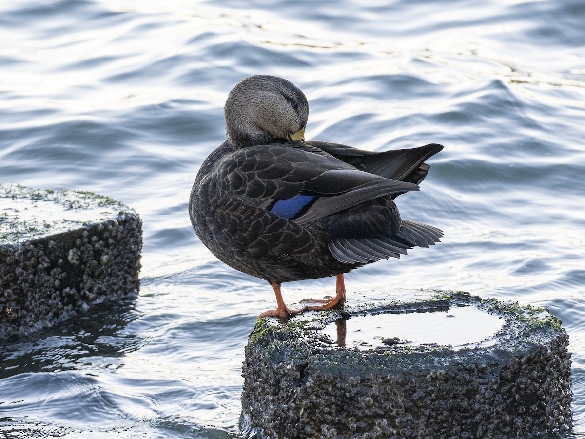 American Black Duck - ML503874161