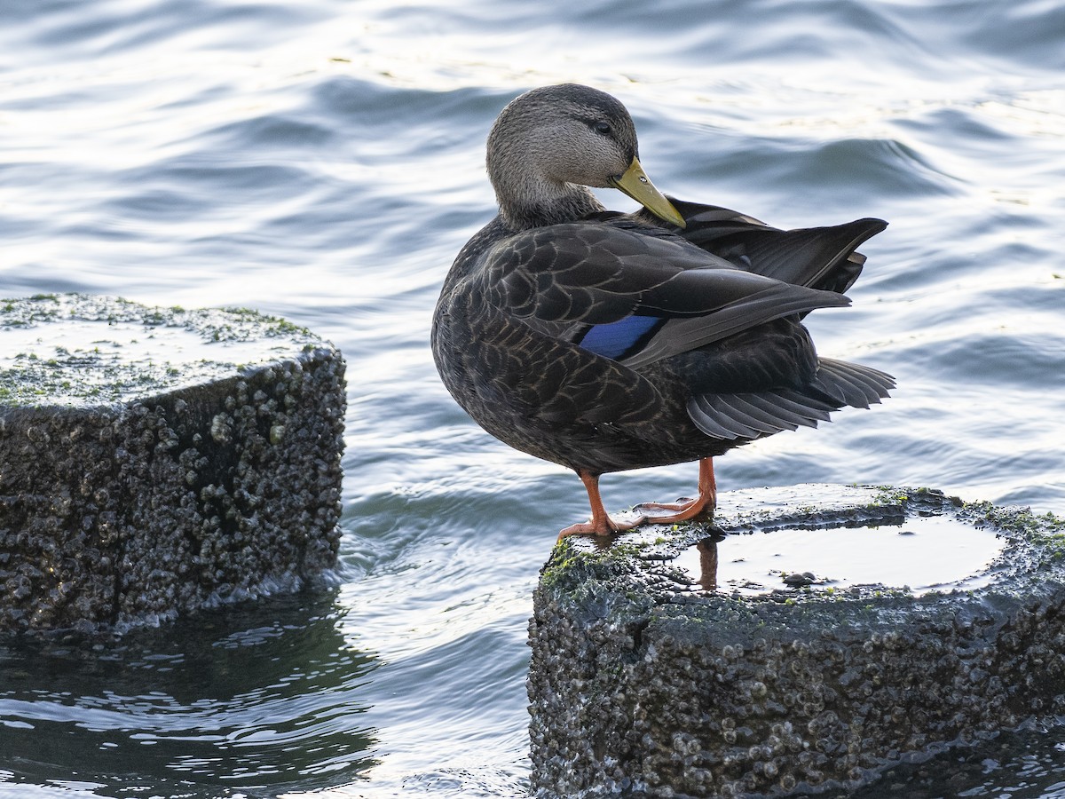 American Black Duck - ML503874211