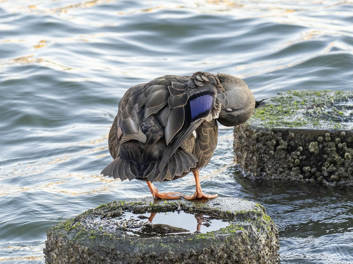 American Black Duck - ML503874221