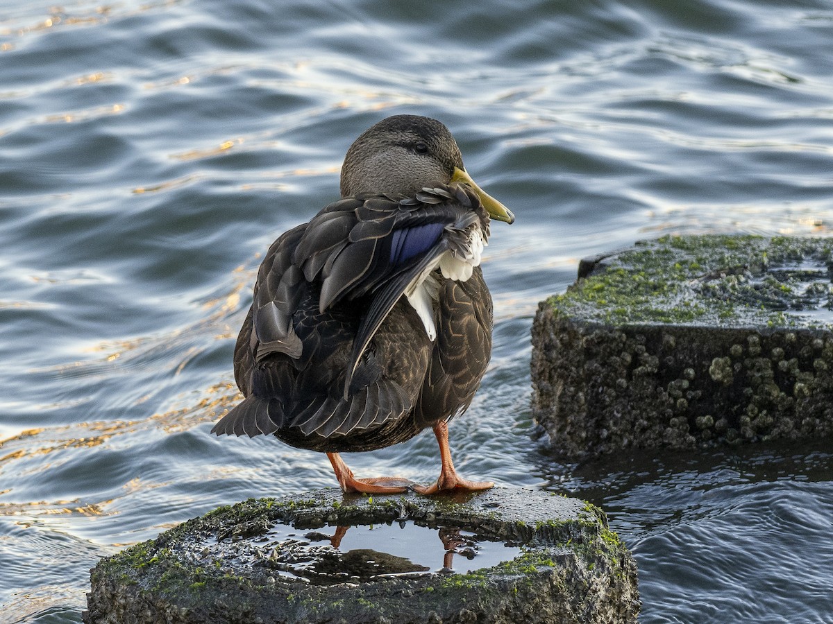 American Black Duck - ML503874261
