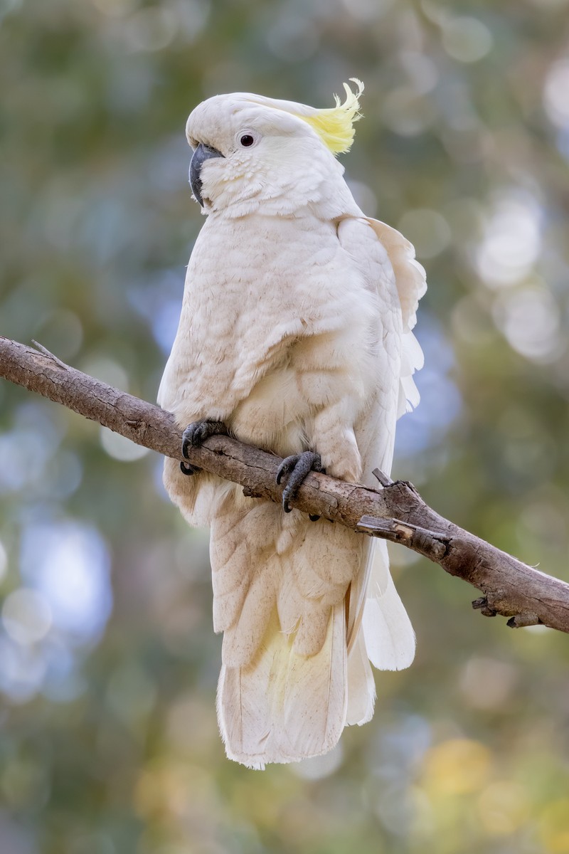 Sulphur-crested Cockatoo - Jarryd Guilfoyle