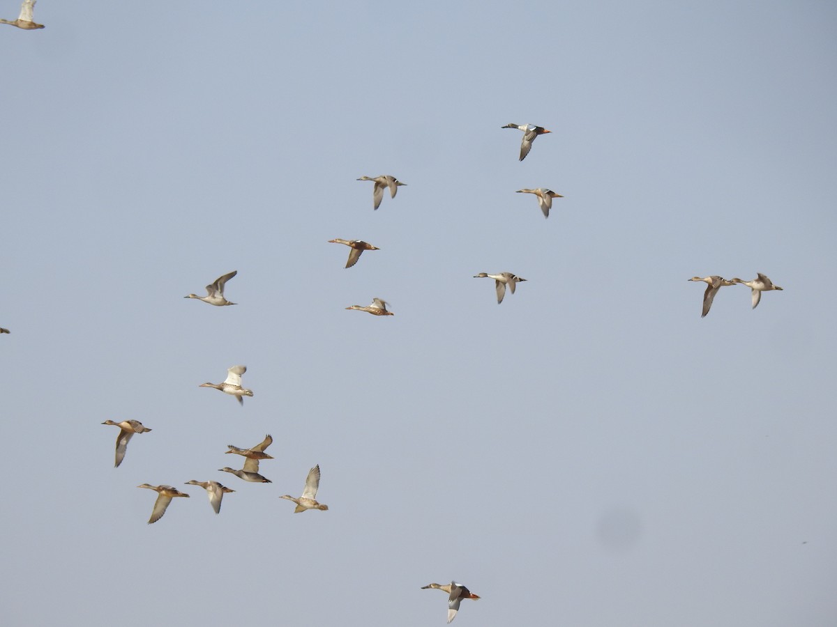 Northern Pintail - ML503875091