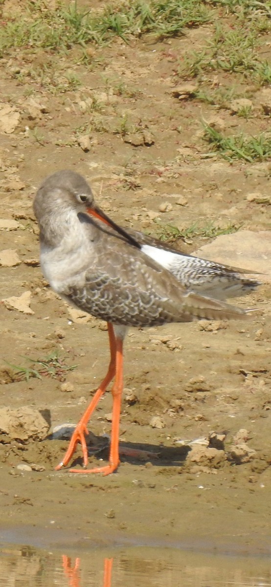 Spotted Redshank - ML503876431