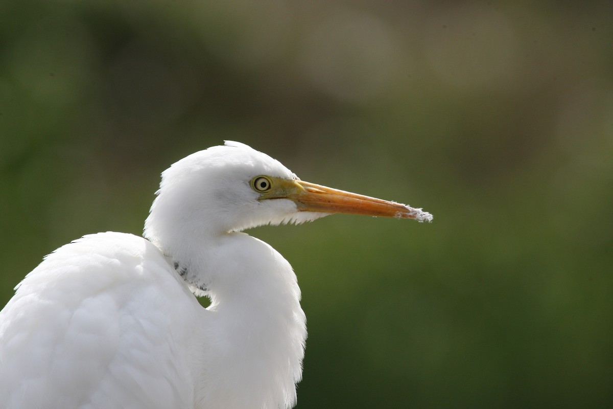 volavka půvabná - ML50387651