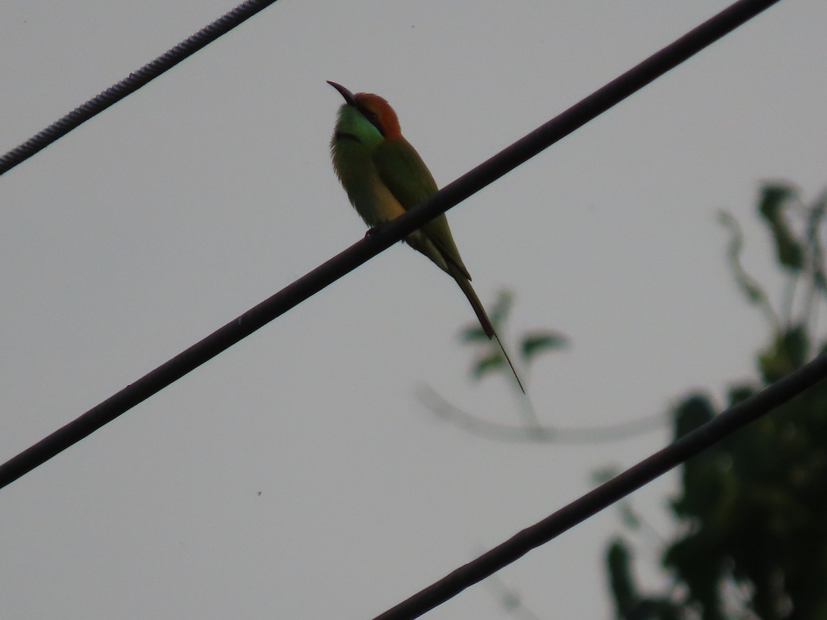 Asian Green Bee-eater - ML503877601