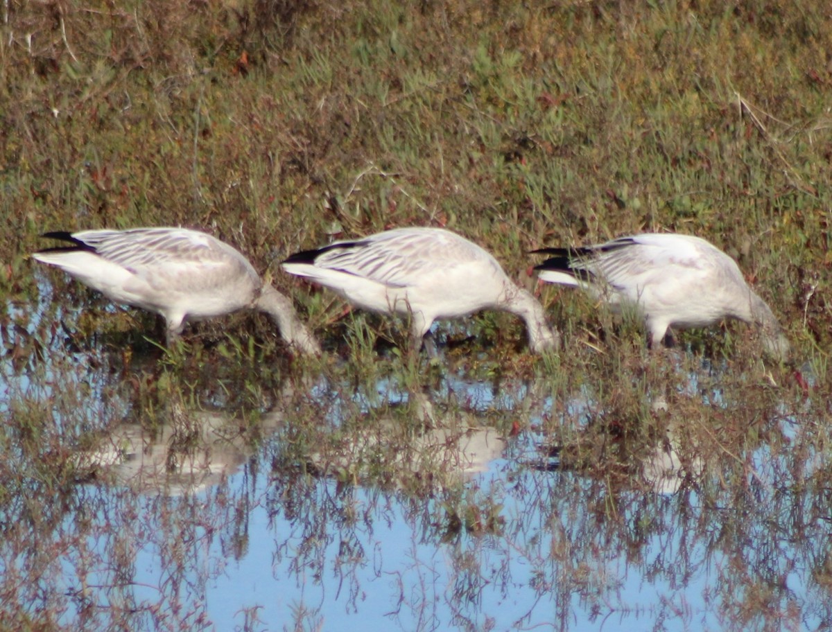eBird Checklist - 11 Nov 2022 - San Diego River mudflats (including ...
