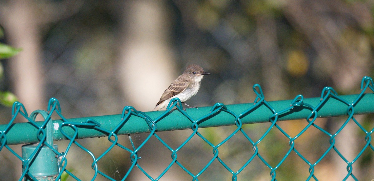 Eastern Phoebe - ML503878341