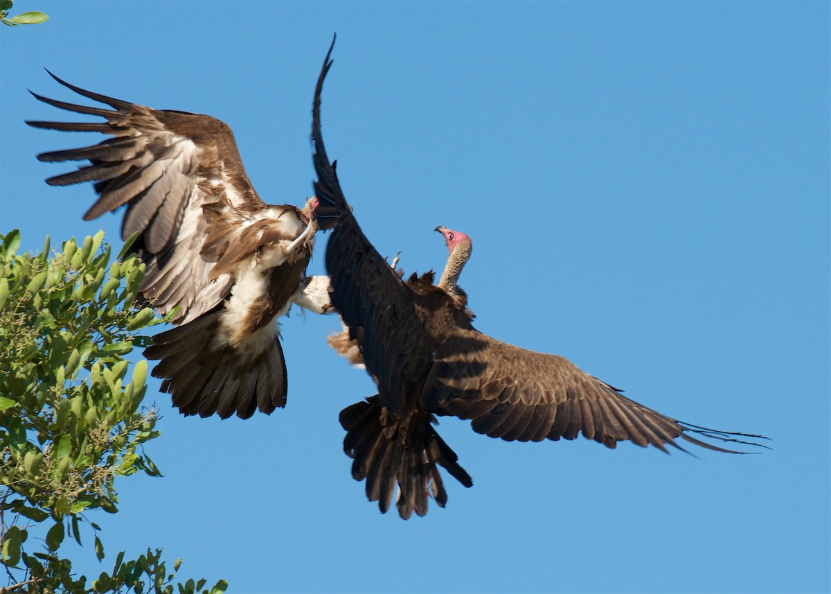 Hooded Vulture - ML503879731