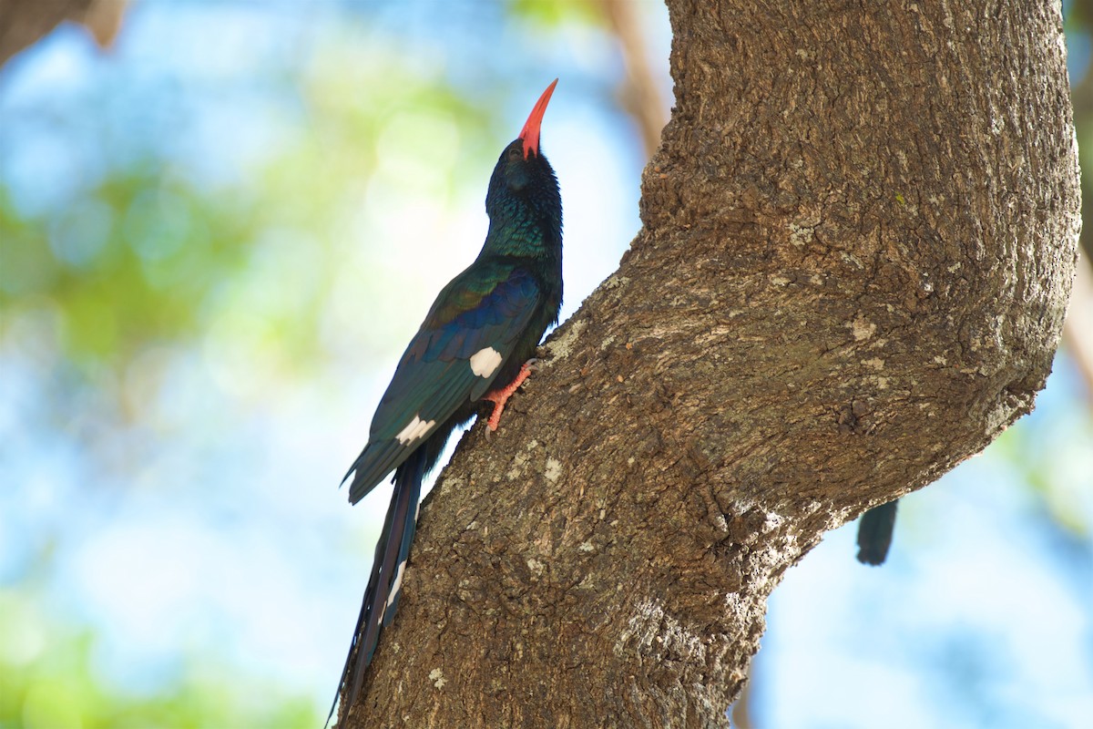 Green Woodhoopoe - ML503879861