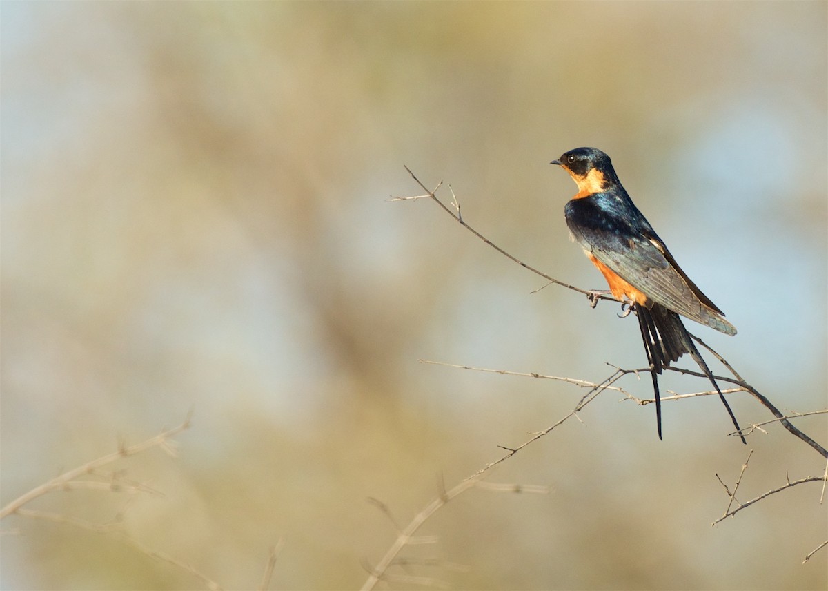 Hirondelle à ventre roux - ML503880331