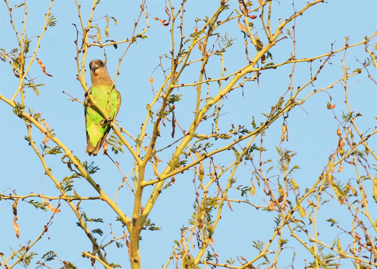 チャガシラハネナガインコ - ML503880591