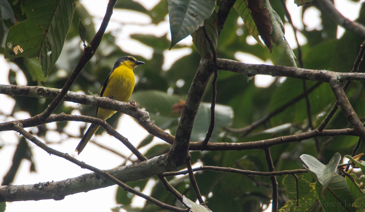 Minivet Escarlata - ML50388061