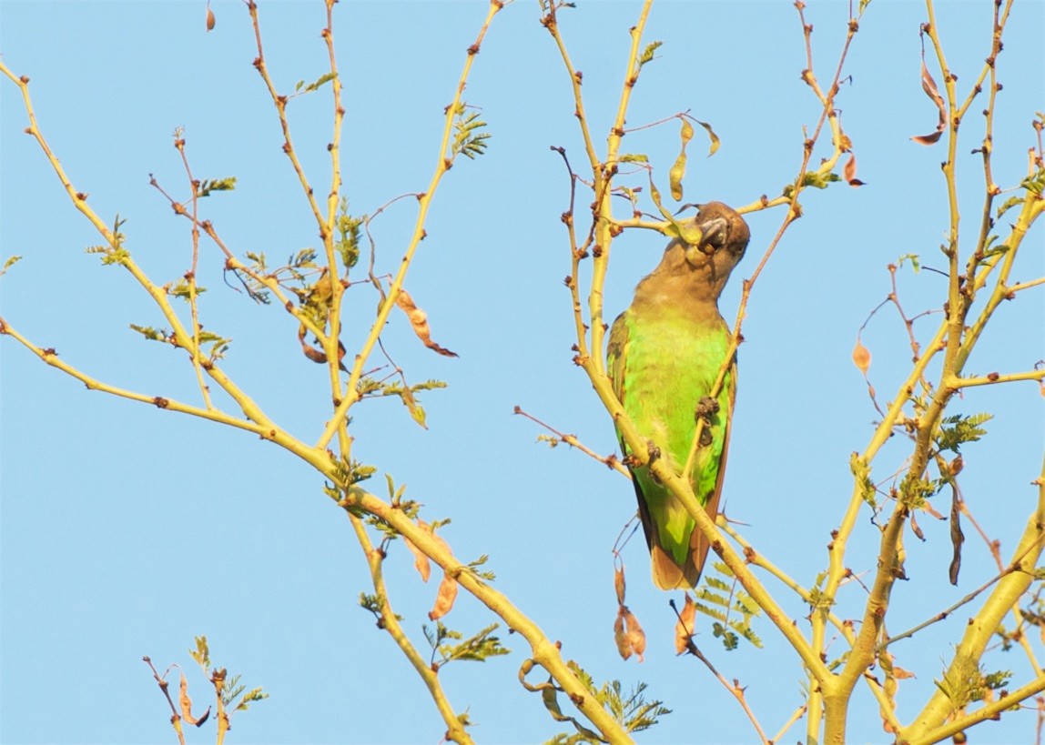 Brown-headed Parrot - ML503880611