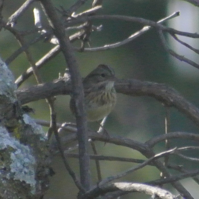 Lincoln's Sparrow - ML503880661