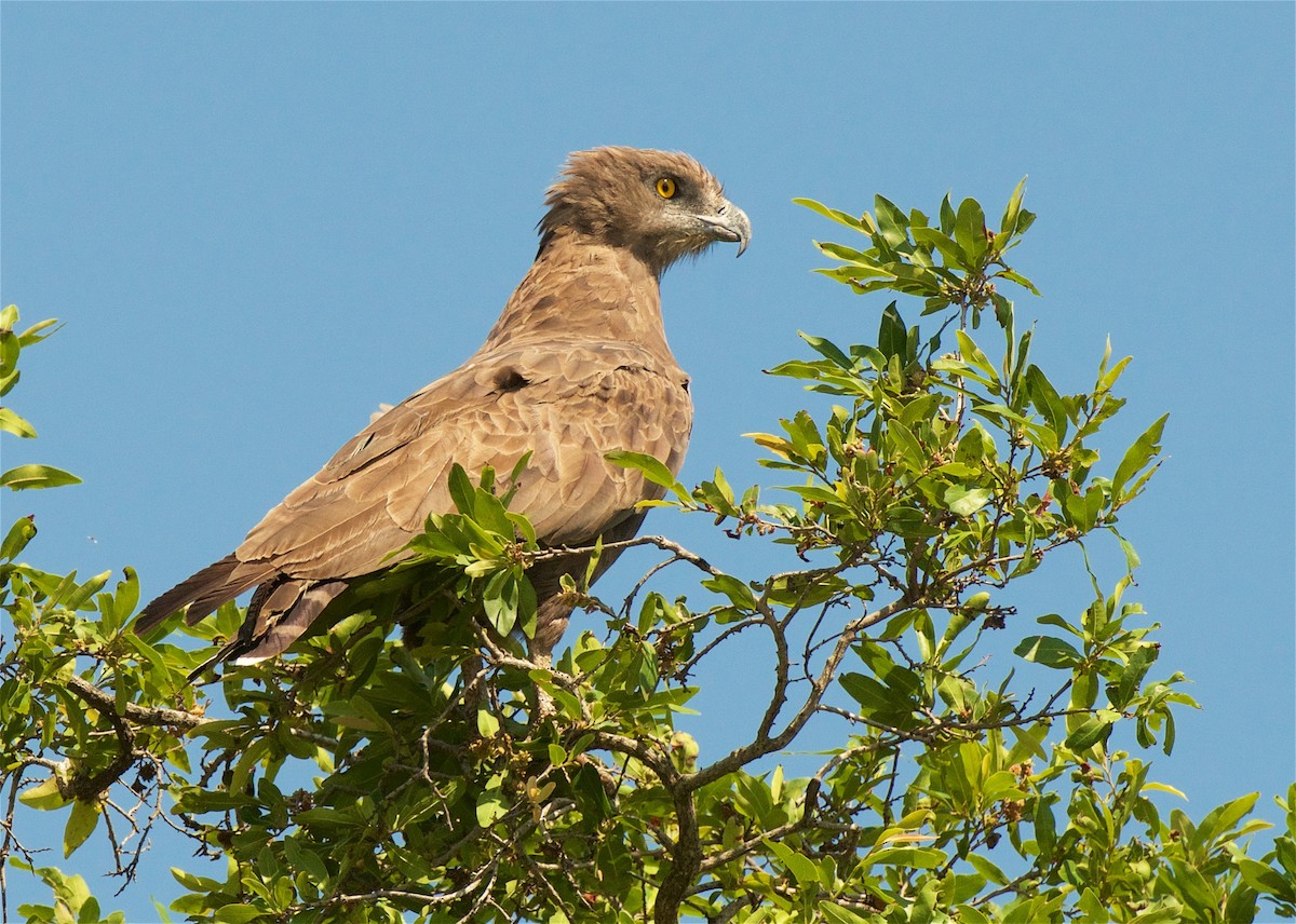 Brown Snake-Eagle - Jeff Johnson