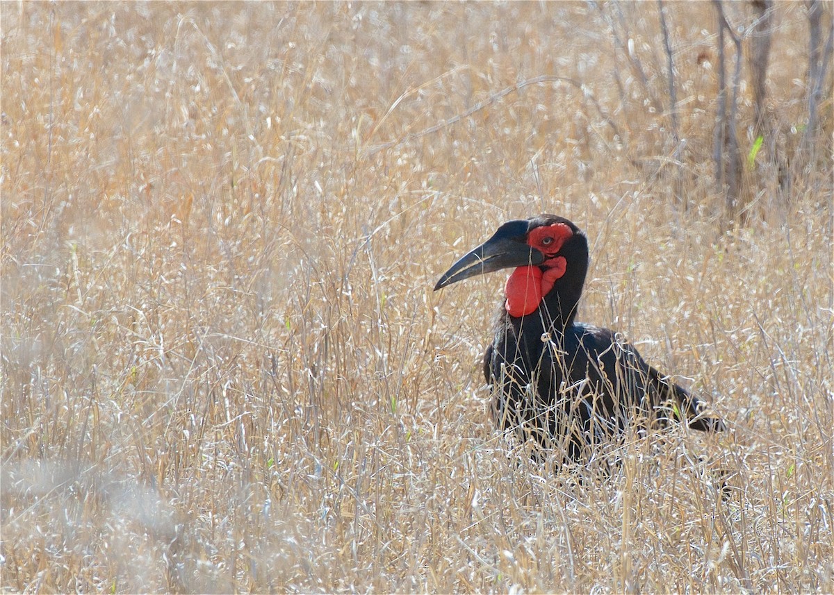 Southern Ground-Hornbill - ML503880911