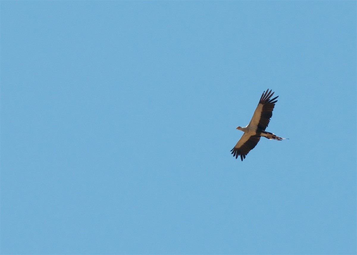 Secretarybird - ML503880961