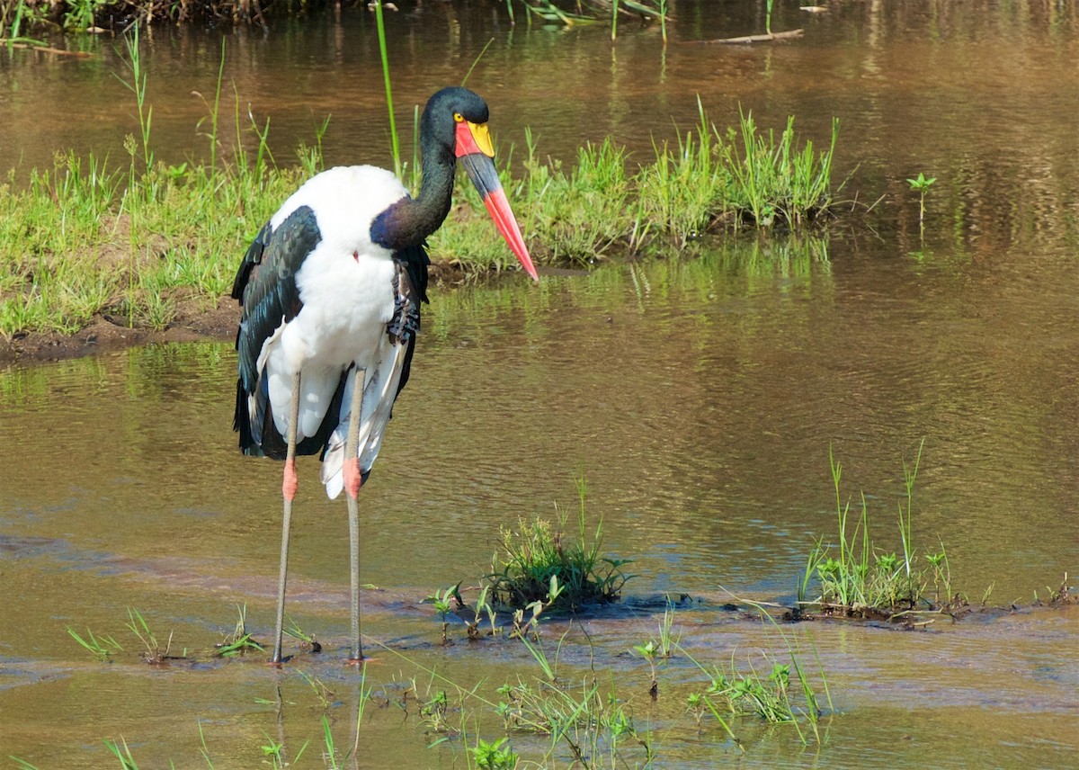 Jabirú Africano - ML503881111