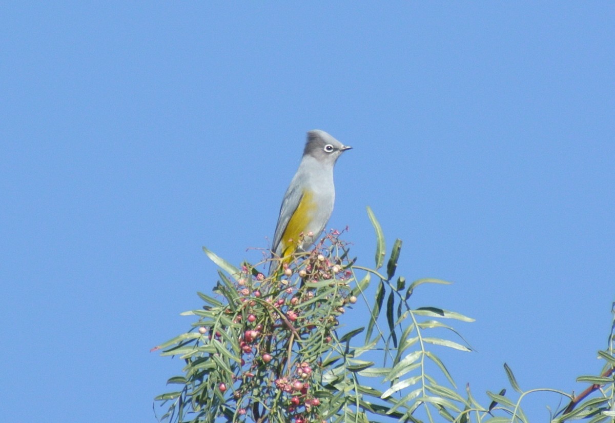 Gray Silky-flycatcher - ML503881241