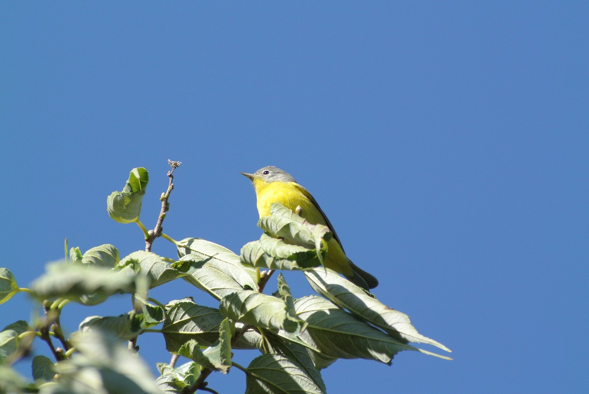 Nashville Warbler - ML503881271