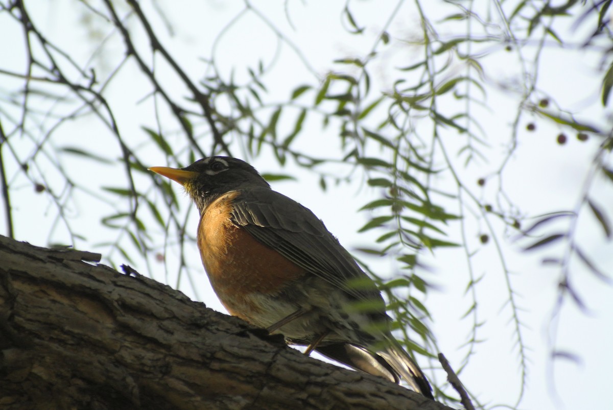 American Robin - ML503881421