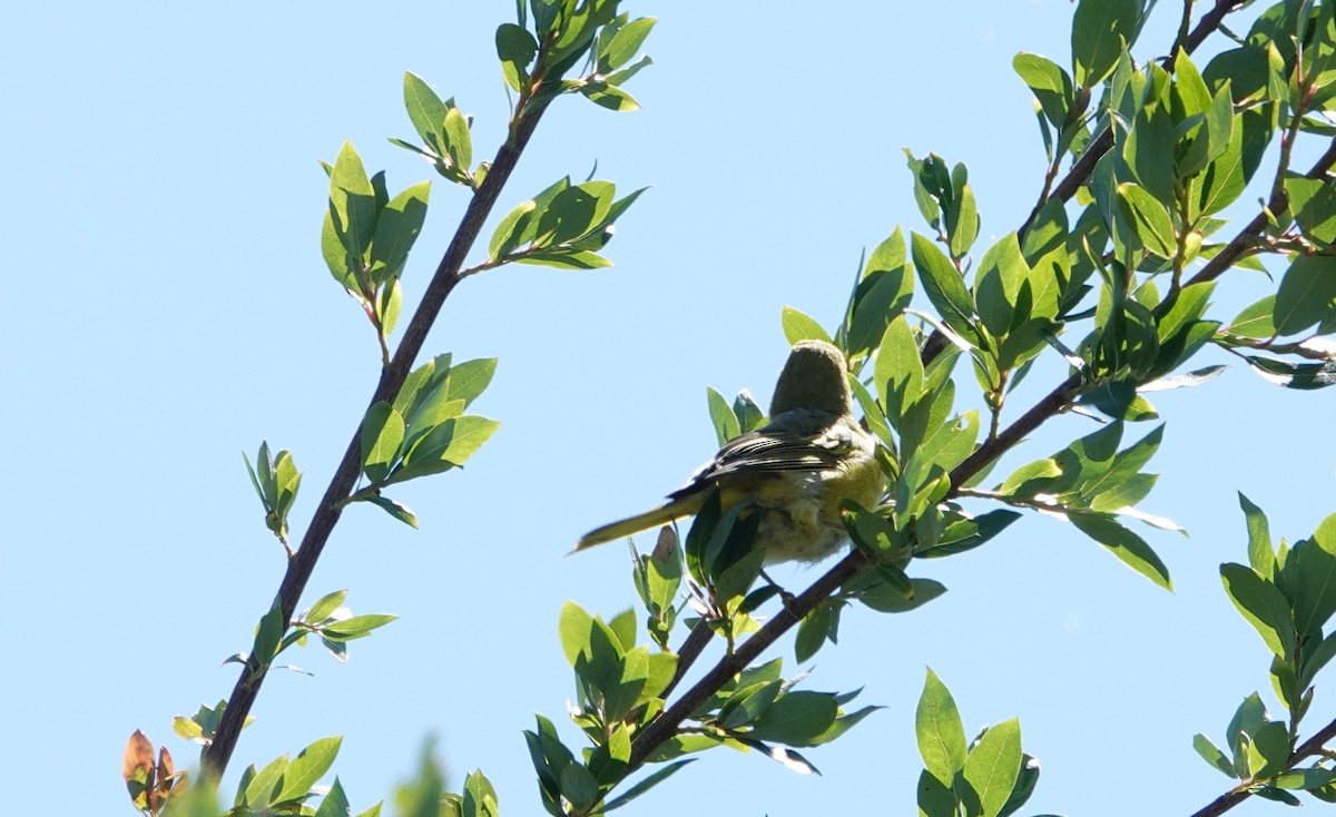 Paruline jaune - ML503881771