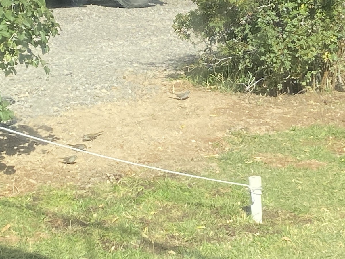 White-crowned Sparrow - ML503881921