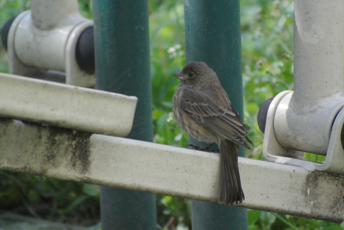 House Finch - ML503882381