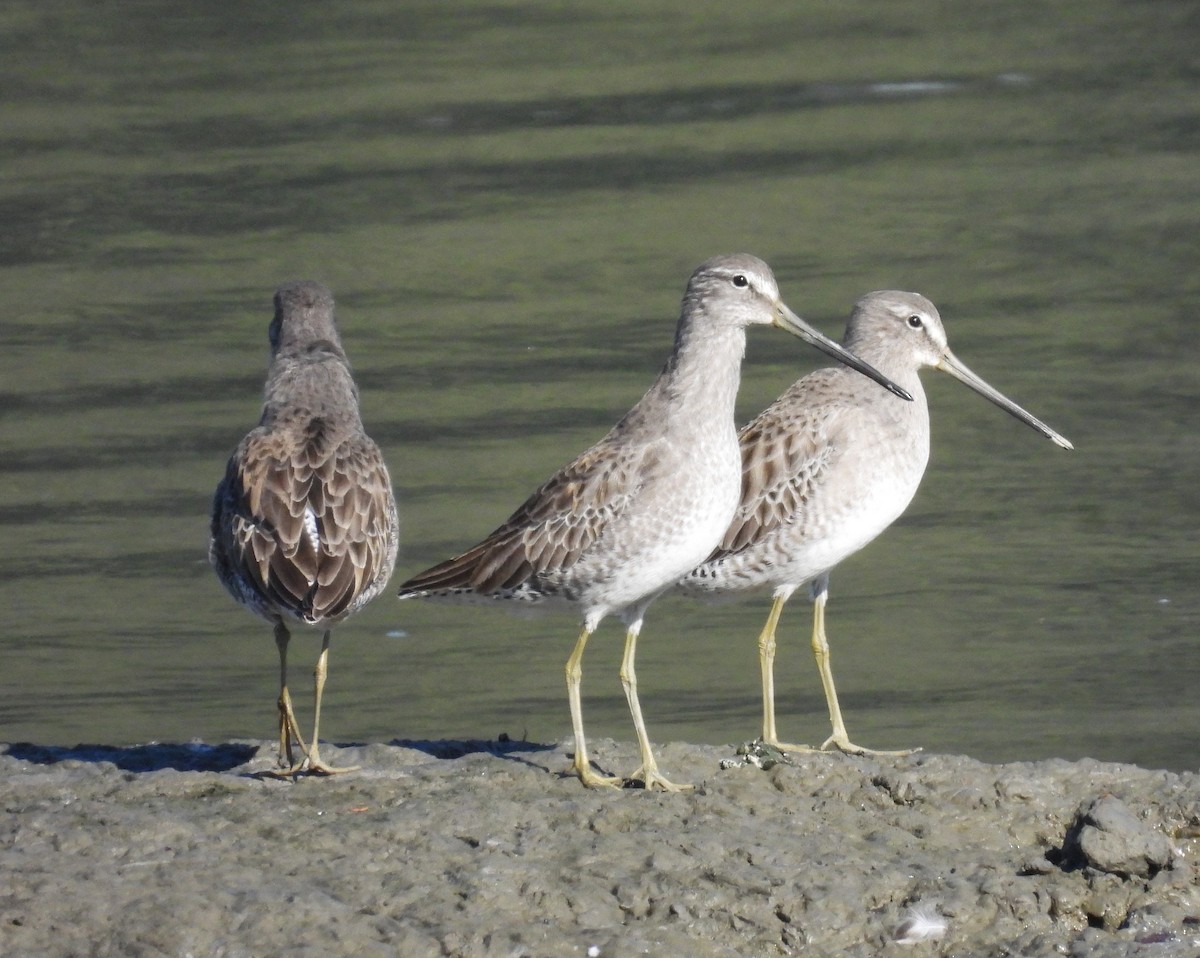 Long-billed Dowitcher - ML503882941