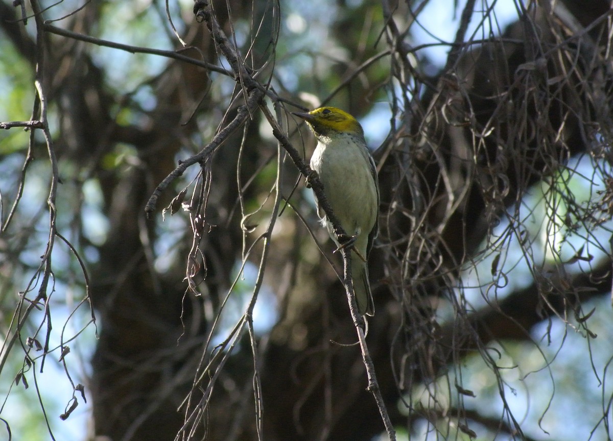 Hermit Warbler - ML503882961