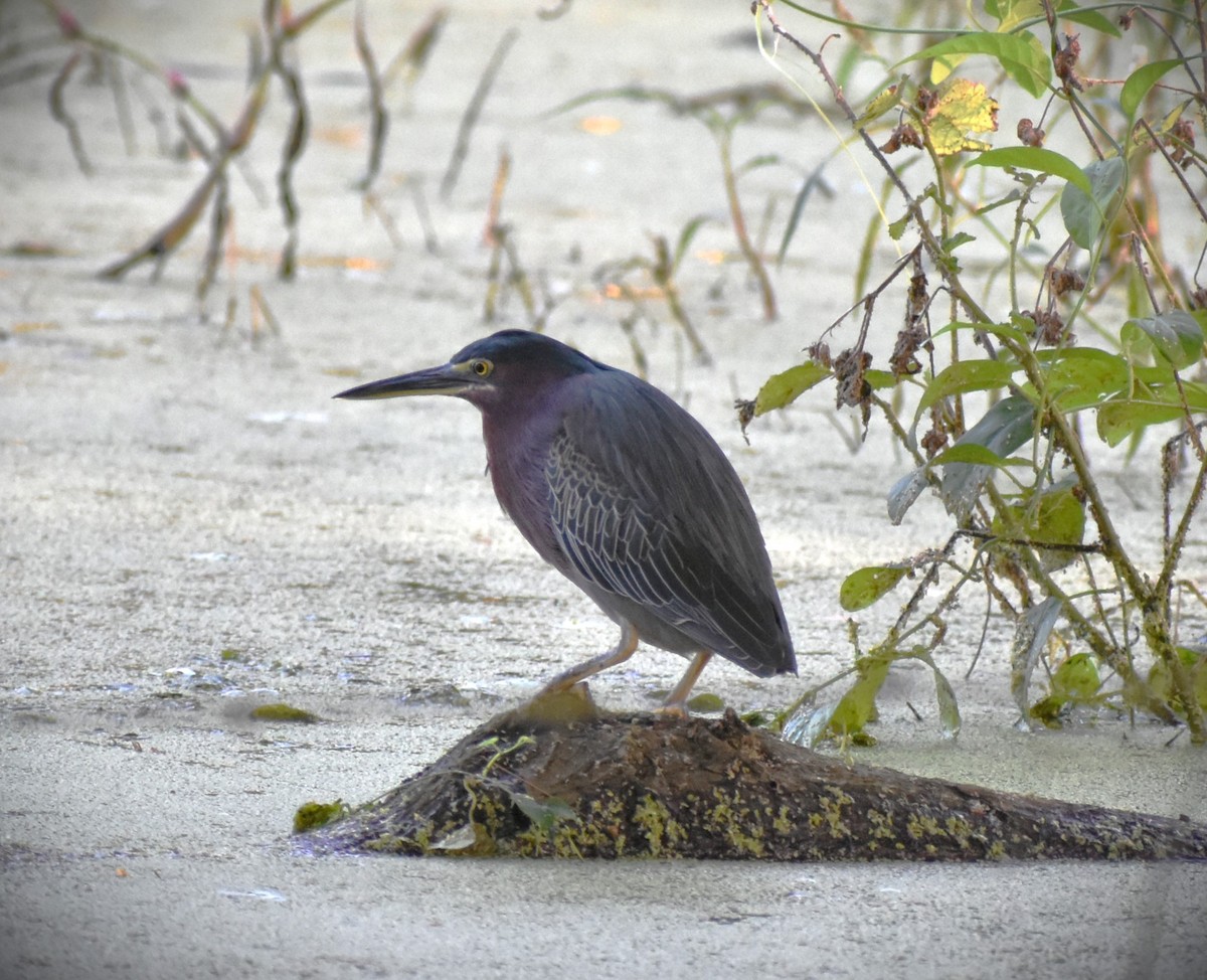 Green Heron - ML503884161