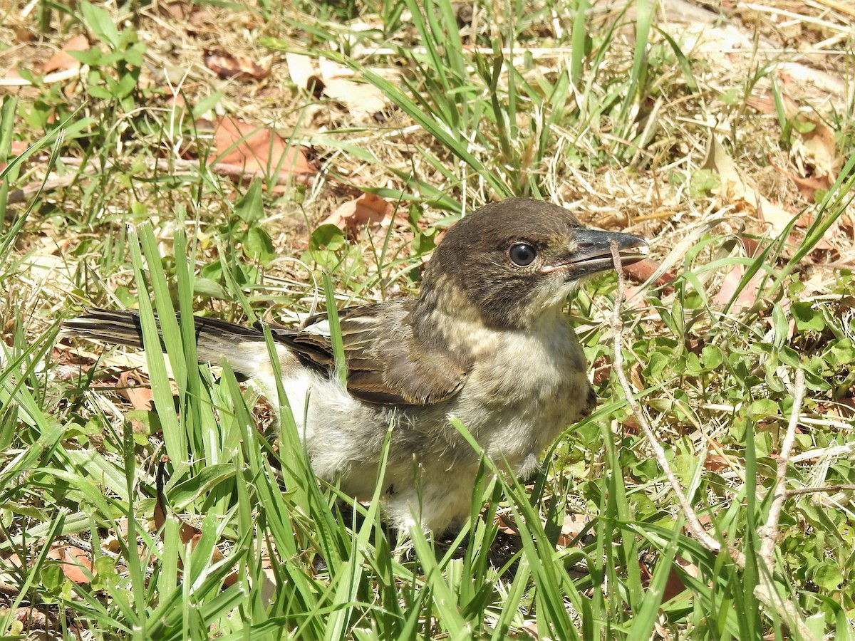 Gray Butcherbird - ML503884781