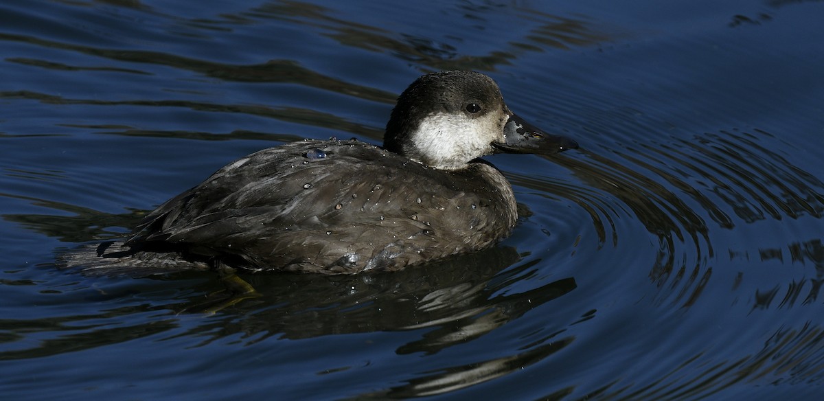 Black Scoter - ML503885091