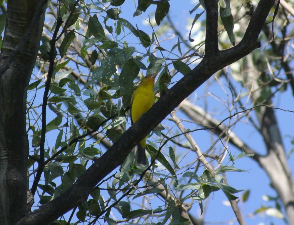 Western Tanager - ML503885141