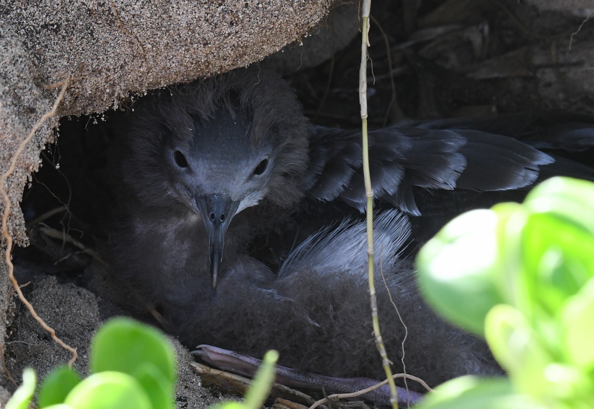 Wedge-tailed Shearwater - JJ Furuno