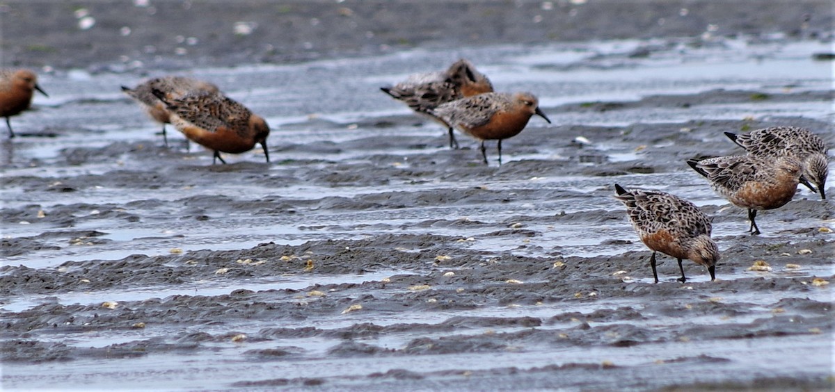 Red Knot - Rachel Hufton