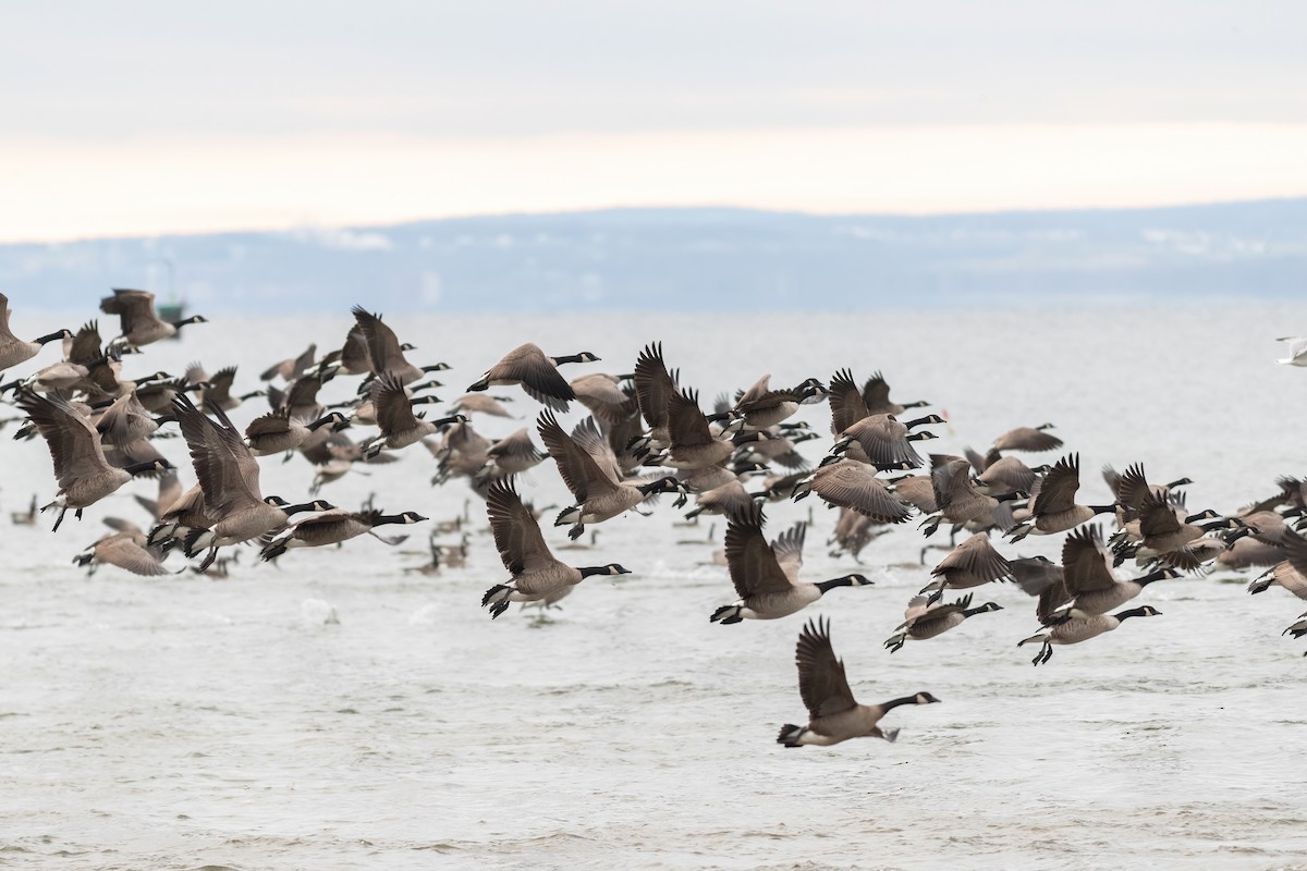 Canada Goose - ML503886941